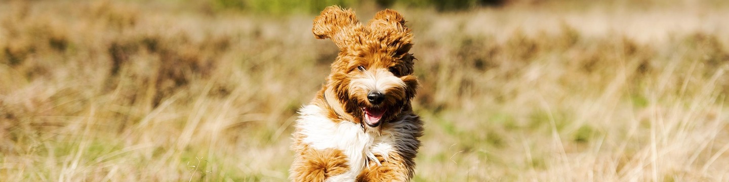 Hond in een veld.